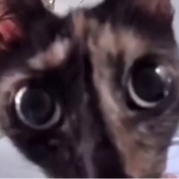 Spyderhilda