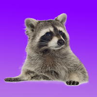 RegularRacoon