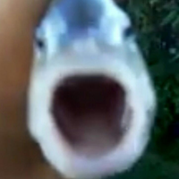 Bombyshell