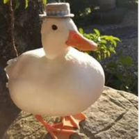 _duck