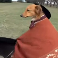 HiTsuDogeTV