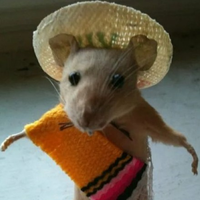 ApendiceCaducao