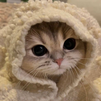gattolaser