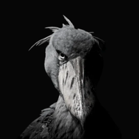 inference