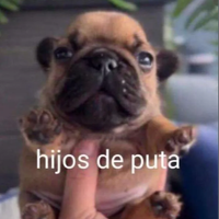Paallares