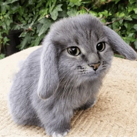 cabbit