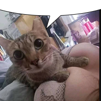 madcat82908