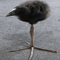 blairblar