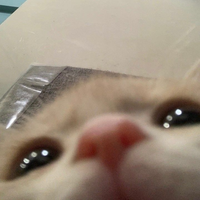 vskf