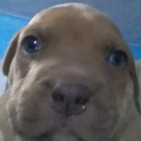 PingoSucio