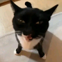 MrWaffle12