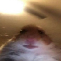 xxxHamster