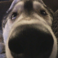 alildonkey