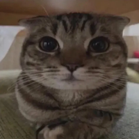 cheetahfr