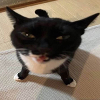 el_gatitoxd