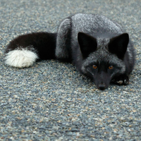 RobinFox