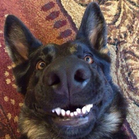Shrikewolf