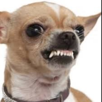 PUPZZ