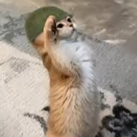 Cuacobebe