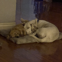 FiReFoX2e