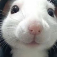 snuffrat