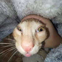pussucio