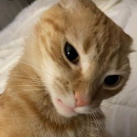 Icymoo