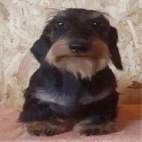 vecgostoso