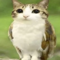 pochoroni