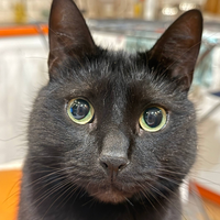 CyberCat_5sot7
