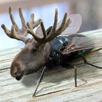 kauhea