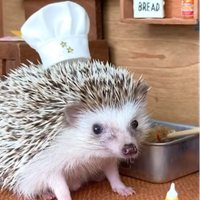 RoisUwU
