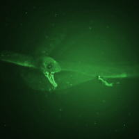EB2305