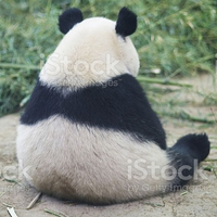 panda P