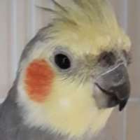 Alonsinwhat