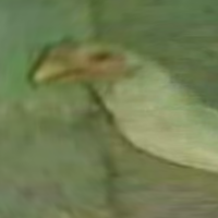 Trefle4