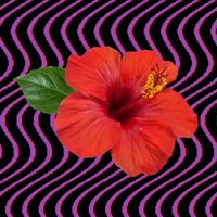 RedSunZ