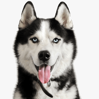 SiberianHusky