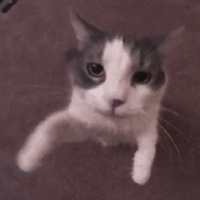 Rexyxd