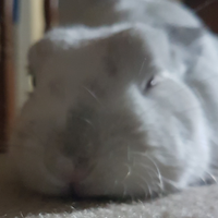 Bun0