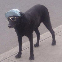 CoolAssDog