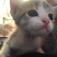 deftmeow