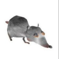 literally a rat