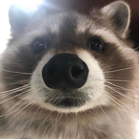 RainyRaccoon