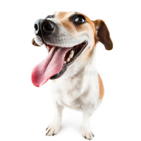 happy dog