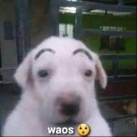 vixoee3