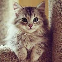 kiti7u7