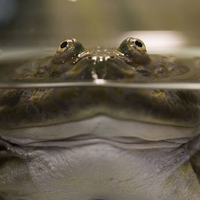 meepu